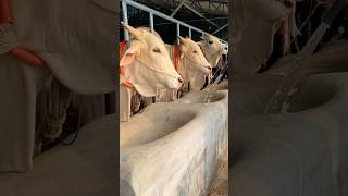 Huge Albino Ongole Bulls Having Breakfast Water and Molasses Is Given for Better Absorption [upl. by Ameekahs]