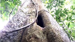 Exploring the tropical rainforest Immerse yourself in nature with giant trees and mysterious vines [upl. by Phare]