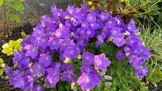 Blue amp White Clips Bell Flowers Campanula Carpatica In Blooms July [upl. by Dambro194]