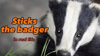 Sticks the badger in real life [upl. by Oderfigis915]