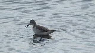 Wilsons Phalarope Junction Pool Marshside [upl. by Cutcheon933]