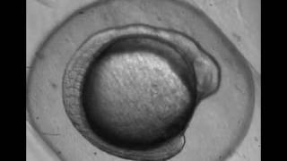 Zebrafish egg development over 24 hours [upl. by Popelka611]