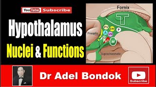 The Hypothalamus Nuclei and Functions Dr Adel Bondok Making Anatomy Simple [upl. by Adoc375]