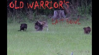 Coyote Hunting OLD WARRIORS LAST HOWL [upl. by Devlen]