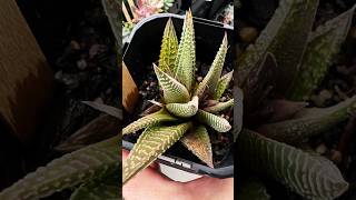 Haworthiopsis Limifolia plants succulant succulentsplanterspot garden aloevera shorts short [upl. by Hanej]