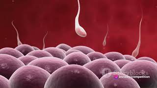 Sperm Formation to Fertilization  Journey of Life scccia arshadsir reproduction [upl. by Vitale]