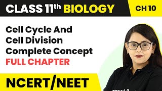 Cell Cycle amp Cell Division  Full Chapter Explanation  Phases of Cell Cycle  Class 11 Biology [upl. by Rdnaskela]