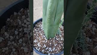 Scopulicola clone a from the cactus jonesplants trichocereus cactus garden gardening [upl. by Siurtemed]