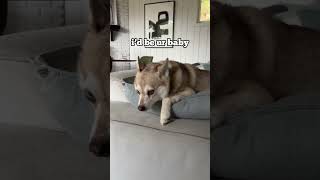 “I’M THE BABY” Dramatic Mini Husky Gets Upset When He’s Told To Be Quiet [upl. by Adieno]