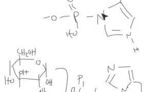 CHEM 407  Glycolysis  3  Glucose6Phosphatase Mechanism [upl. by Janetta]