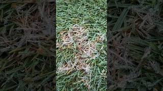 This is active fungal mycelium from the turfgrass disease called Dollar Spot diyhomelawn fungus [upl. by Atileda]