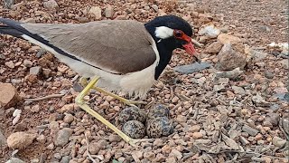 1quotRedwattled lapwing Bird Protect her eggs in the nest Review Bird Nest [upl. by Ardnekahs616]