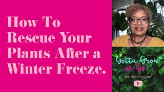 How To Rescue Your Plants After a Winter Freeze [upl. by Mack]