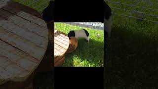 Guinea Pig Popcorning 🐹 Watch the Adorable Joyful Jumps Slow motion [upl. by Idoj873]