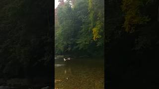 Ducks flying above the autumn river duck  autumn riversounds [upl. by Amedeo703]