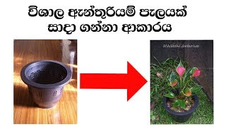 Anthurium wagawa  ඇන්තුරියම් වගාව මුල සිට Anthurium mal wagawa sinhala  මිහිකත ඇන්තුරියම් [upl. by Eolanda280]