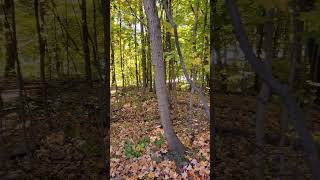 Erindale park Mississauga Ontario autumn fallcolors realestateagent realesate [upl. by Lacee]