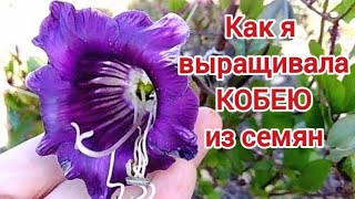 Как вырастить КОБЕЮ из семян Эффектная лиана для вашего сада  CobaeaCreeper for the garden [upl. by Carlile949]