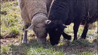 Das Geräusch von Schafen und ihren Lämmern auf einem Bauernhof in der Schweiz Naturgeräusche [upl. by Idok]