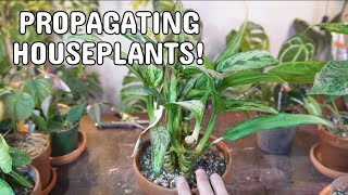 PROPAGATING PLANTS  Updates Perlite Prop Box Water Method And Much More propagation houseplants [upl. by Nore183]