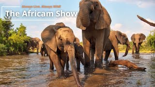 Rhino and Elephants  The Africam Show  April 30 [upl. by Aitercal]