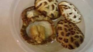 How to cook dried shiitake mushrooms Tutorial and Review [upl. by Idnak]