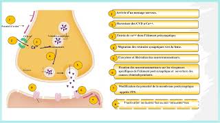 La transmission synaptique [upl. by Leahcimnaes798]
