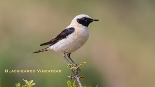 Blackeared Wheatear Collalba Rubia bird watching in Spain [upl. by Gaultiero]