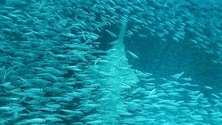 Sawfish Hunting in a big bait ball [upl. by Letreece]