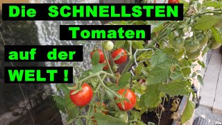 Die schnellsten Tomaten der Welt  Balkonzauber Buschtomaten [upl. by Ahslek]