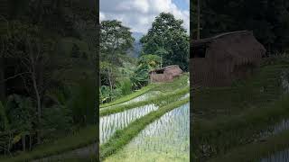 Sidemen rice fields Bali Indonesia🍚 [upl. by Qulllon]