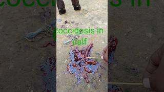 Treatment of coccidiosis in calf पशुओं में खूनी दस्त का जादू ईलाज farminsAlisVeterinaryWisdom [upl. by Barthelemy]