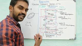 Electron Transport System  Respiration  ETS  Senthilnathan  Tamil [upl. by Iah143]