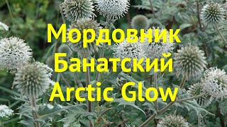 Мордовник банатский Арктик Глов Краткий обзор описание echinops bannaticus Arctic Glow [upl. by Nyhagen776]