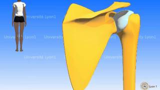 La scapula omoplate [upl. by Zellner]