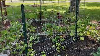 Does JUGLONE👈🏾 deter your plants from thriving and producing🤷🏾‍♀️ Planting under Pecan Trees👈🏾👈🏾 [upl. by Anan915]