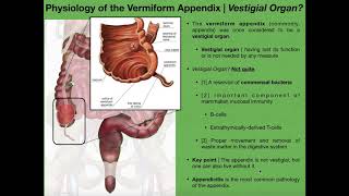 The Appendix amp Basics of Tonsils and Peyers Patches [upl. by Nofpets]