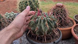 Floração do Cacto Ferocactus Latispinus [upl. by Yotal]