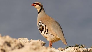 Chukar partridge Alectoris chukar singing  Close up view [upl. by Ajiram71]