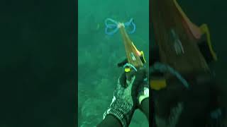 Fresh kingfish Sashimi 🐟 spearfishing fish fishing kingfish yellowtail [upl. by Anelet]