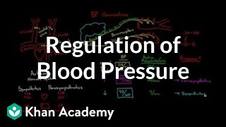 Regulation of blood pressure with baroreceptors  NCLEXRN  Khan Academy [upl. by Notneuq]