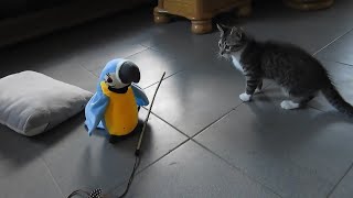 Kitten meets talking toy parrot with adorable results [upl. by Zandra815]