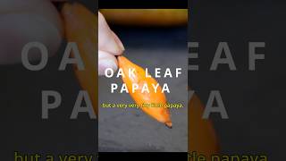 Oak leaf papaya  The funsize papaya [upl. by Gasser834]