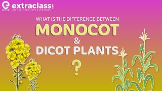 What is the difference between Monocot and Dicot plants  Biology  Extraclasscom [upl. by Bush987]