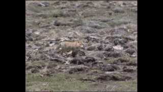 藏狐與牠的幼小 Tibetan Sand Fox and its young [upl. by Gildus]