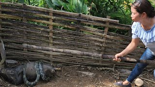 How to do daily liffe wwork  Snake atteckid my pigs  Phùng Thị Chài [upl. by Rufus946]