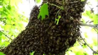 Understanding Honey Bee Swarms [upl. by Adnilam]