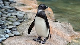 Penguin Bloopers Chocolate the African Penguin [upl. by Otti]