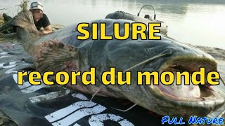 Top 20 des PLUS GROS SILURES du MONDE [upl. by Caleb]