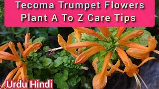 🔴How To Grow And Care Tecoma Flower Plant At  Tecoma Trumpet September Care  Propagation [upl. by Nosimaj409]